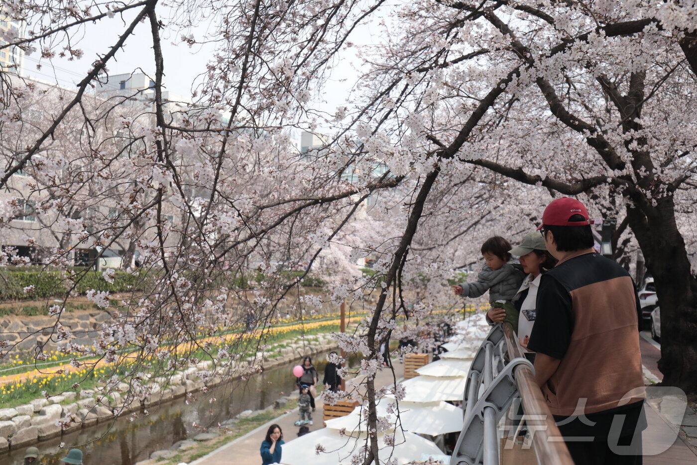 본문 이미지 - 29일 울산 남구 무거천 벚꽃길에 벚꽃이 피어나면서 나들이객들이 사진을 찍고 있다. . 2026.3.29ⓒ 뉴스1 김세은 기자