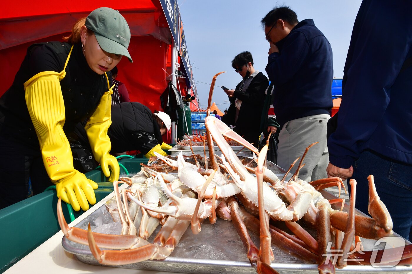 본문 이미지 - 29일 제29회 경북 영덕대게축제가 열린 강구항 해파랑공원에 마련된 대게 직판장에서 관광객들이 가격 흥정을 하고 있다.  2026.3.29 ⓒ 뉴스1 최창호 기자