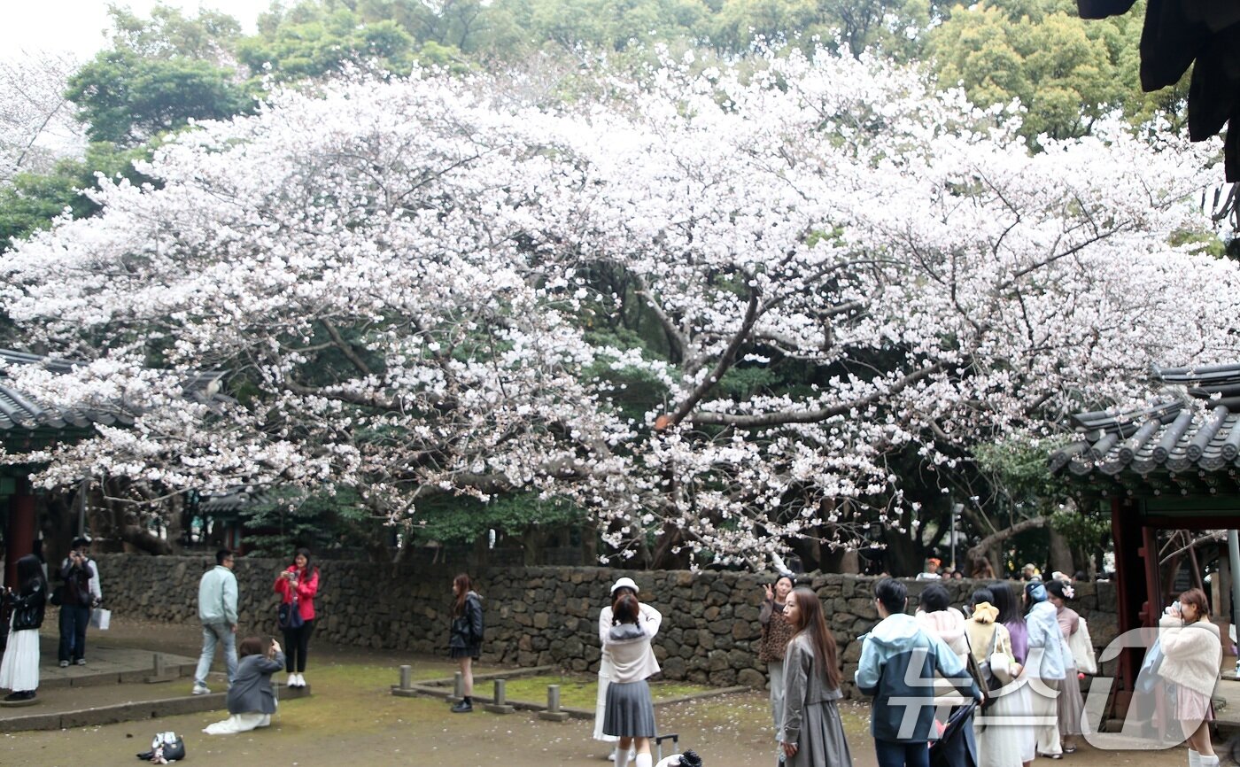 본문 이미지 - 29일 오후 제주시 삼성혈에 핀 벚꽃나무 앞에서 관광객과 도민들이 봄 정취를 즐기고 있다. 2026.3.29 ⓒ 뉴스1 고동명 기자
