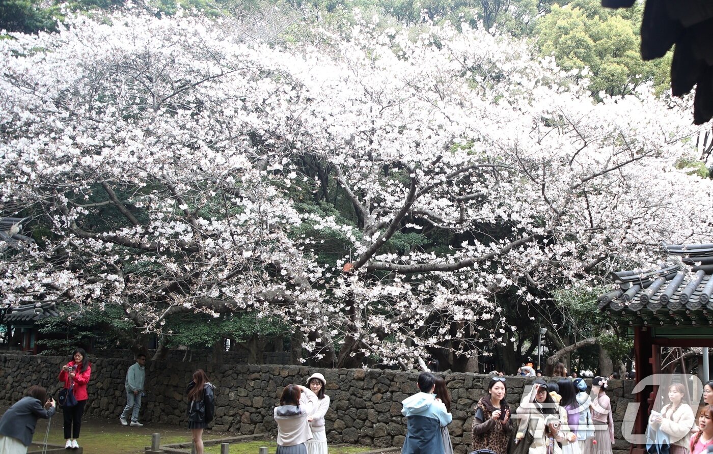 본문 이미지 - 29일 오후 제주시 삼성혈에 핀 벚꽃나무 앞에서 관광객과 도민들이 봄 정취를 즐기고 있다. 2026.3.29 ⓒ 뉴스1 고동명 기자