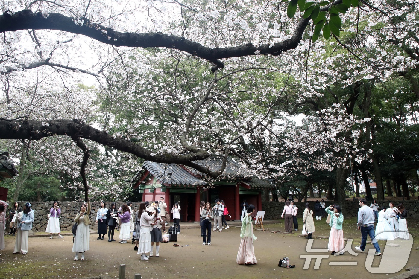 (제주=뉴스1) 고동명 기자 = 29일 오후 제주시 삼성혈에 핀 벚꽃나무 앞에서 관광객과 도민들이 봄 정취를 즐기고 있다. 2026.3.29/뉴스1