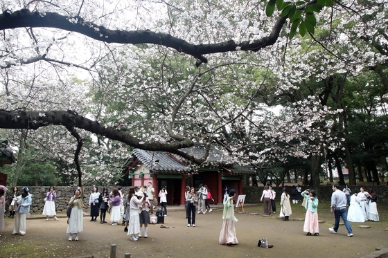 "제주에 봄이 왔어요"