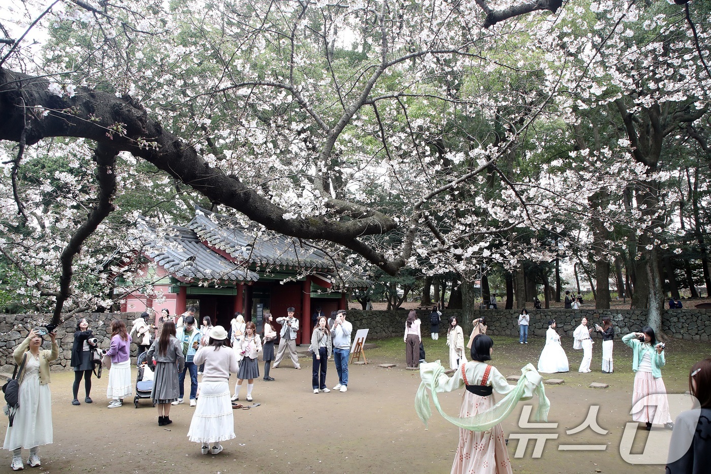 (제주=뉴스1) 고동명 기자 = 29일 오후 제주시 삼성혈에 핀 벚꽃나무 앞에서 관광객과 도민들이 봄 정취를 즐기고 있다. 2026.3.29/뉴스1