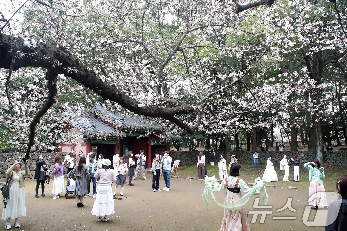 본문 이미지 - 29일 오후 제주시 삼성혈에 핀 벚꽃나무 앞에서 관광객과 도민들이 봄 정취를 즐기고 있다. 2026.3.29 ⓒ 뉴스1 고동명 기자
