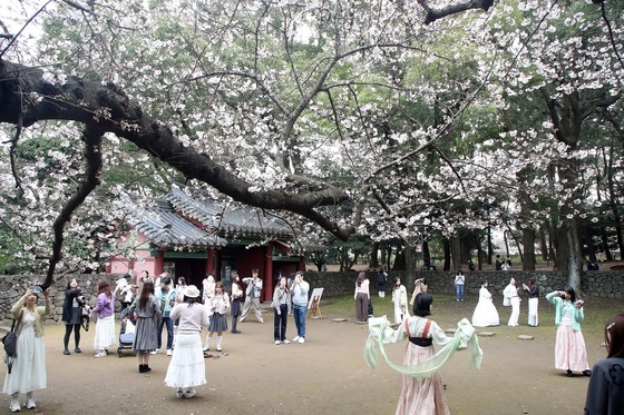 "제주에 봄이 왔어요"