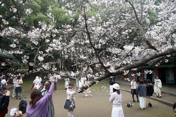 벚꽃 구경하는 제주 관광객