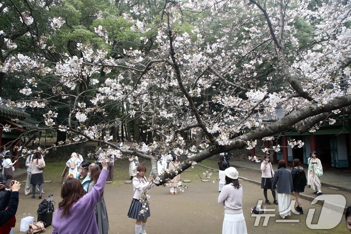 (제주=뉴스1) 고동명 기자 = 29일 오후 제주시 삼성혈에 핀 벚꽃나무 앞에서 관광객과 도민들이 봄 정취를 즐기고 있다. 2026.3.29/뉴스1