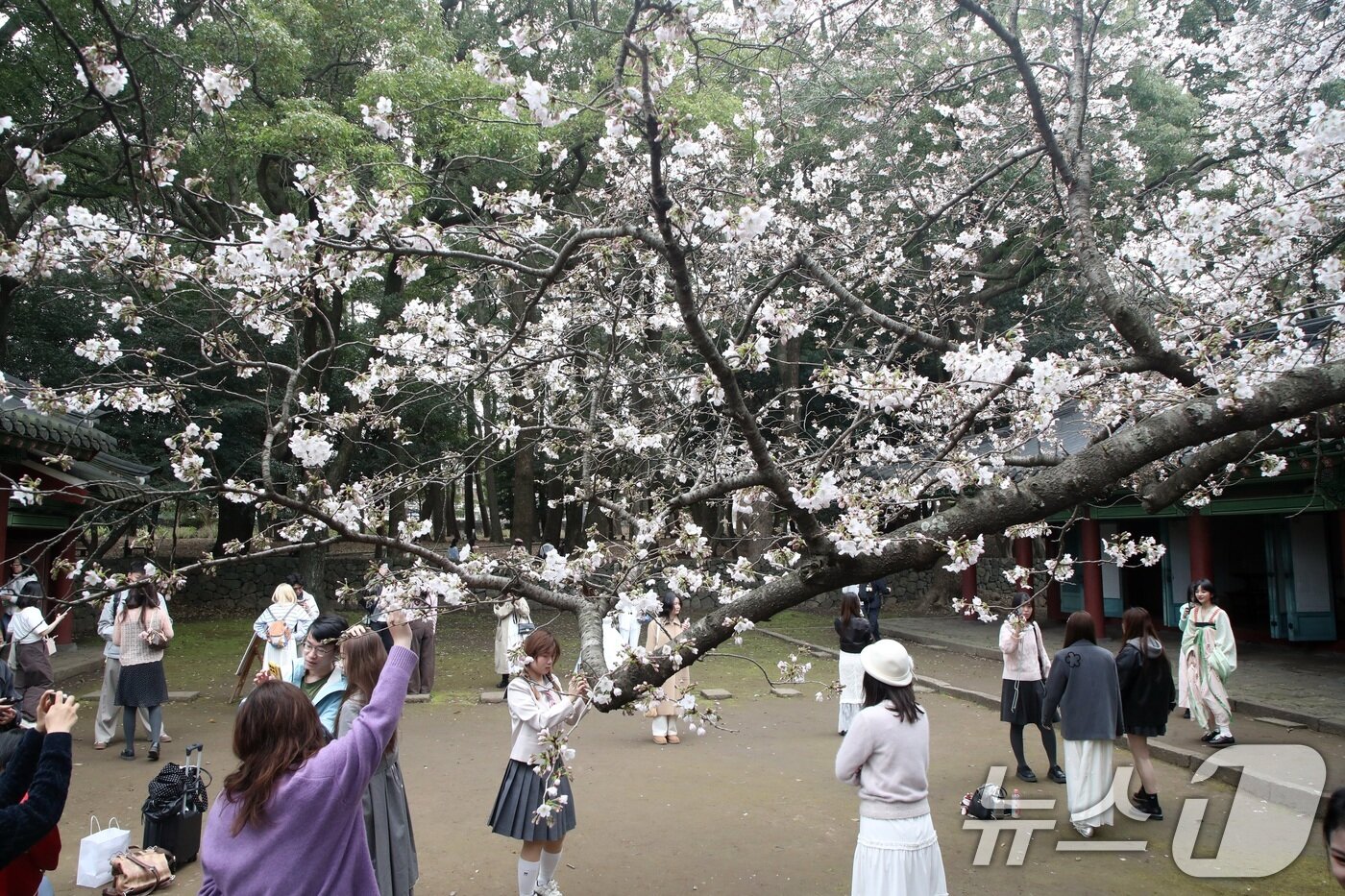 본문 이미지 - 29일 오후 제주시 삼성혈에 핀 벚꽃나무 앞에서 관광객과 도민들이 봄 정취를 즐기고 있다. 2026.3.29 ⓒ 뉴스1 고동명 기자