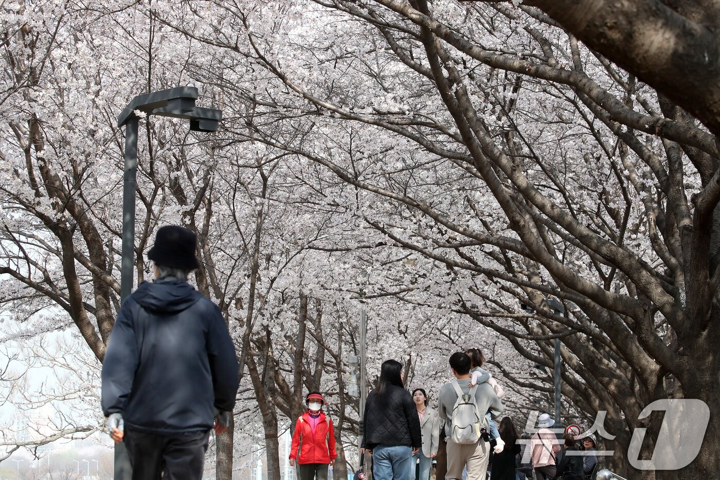 본문 이미지 - 29일 휴일을 맞아 대구 동구 금호강 동촌유원지 벚나무길을 찾은 시민들이 활짝 핀 벚꽃 사이를 산책하고 있다. 2026.3.29 ⓒ 뉴스1 공정식 기자