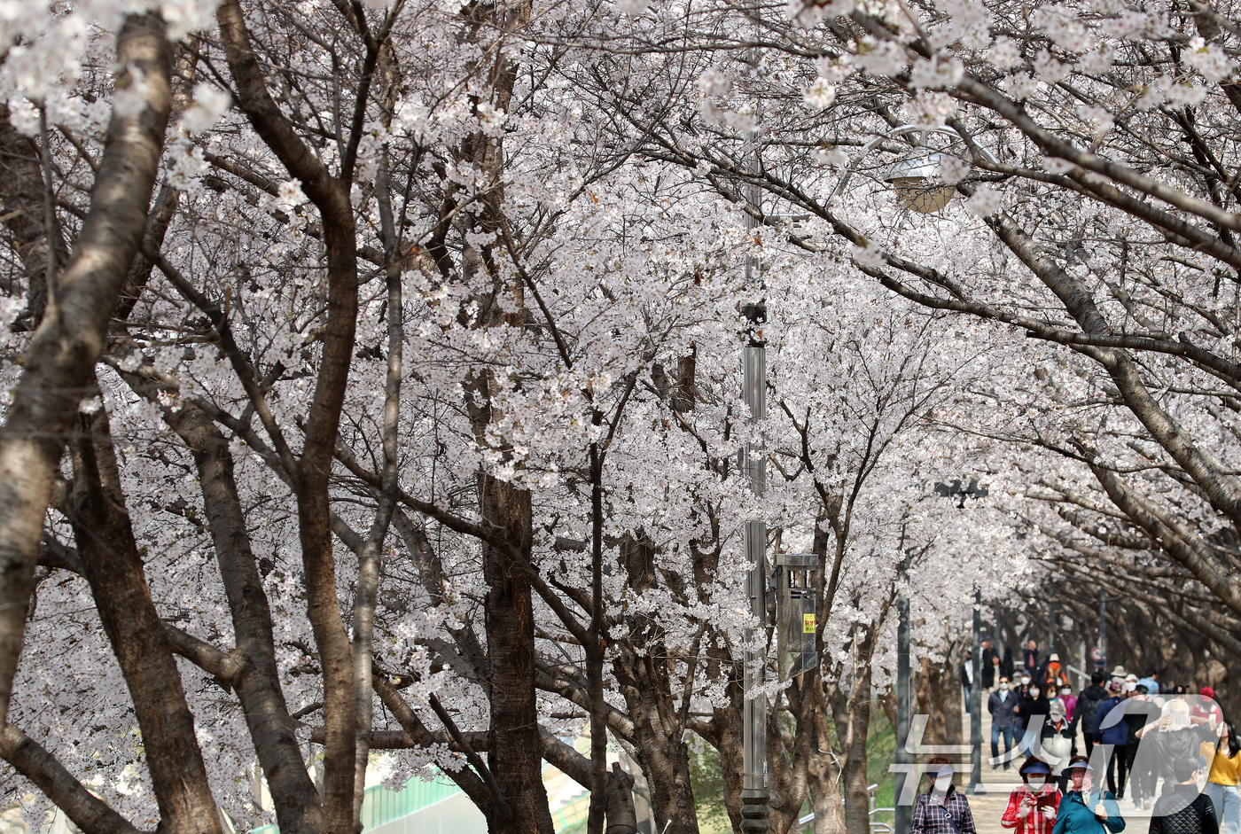(대구=뉴스1) 공정식 기자 = 29일 휴일을 맞아 대구 동구 금호강 동촌유원지 벚나무길을 찾은 시민들이 활짝 핀 벚꽃 사이를 산책하고 있다. 2026.3.29/뉴스1