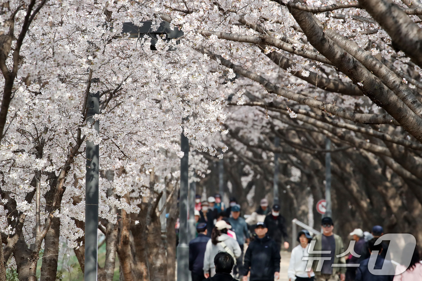 (대구=뉴스1) 공정식 기자 = 29일 휴일을 맞아 대구 동구 금호강 동촌유원지 벚나무길을 찾은 시민들이 활짝 핀 벚꽃 사이를 산책하고 있다. 2026.3.29/뉴스1