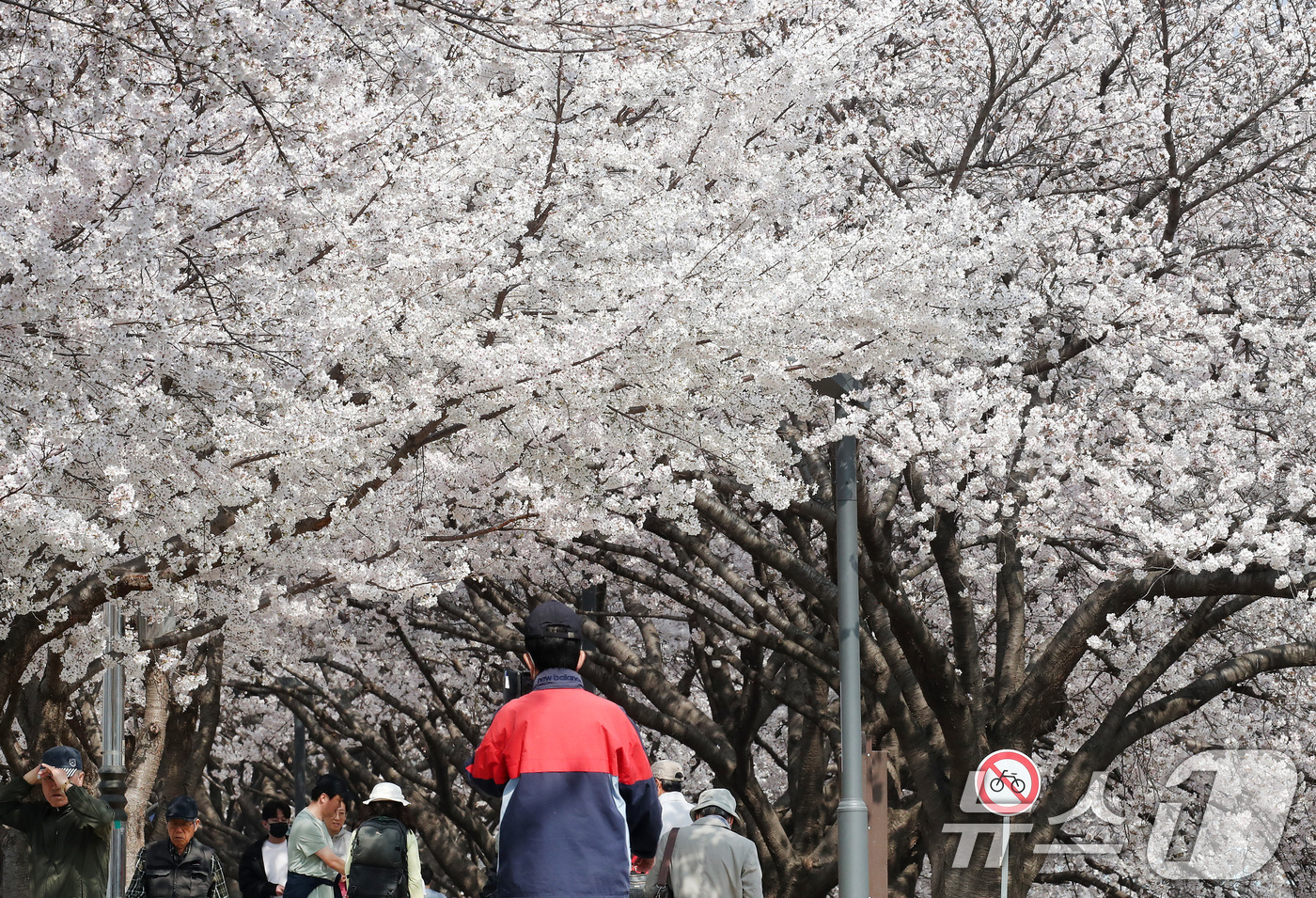 (대구=뉴스1) 공정식 기자 = 29일 휴일을 맞아 대구 동구 금호강 동촌유원지 벚나무길을 찾은 시민들이 활짝 핀 벚꽃 사이를 산책하고 있다. 2026.3.29/뉴스1