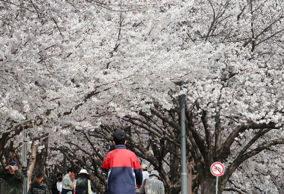 휴일 금호강 벚꽃길 산책