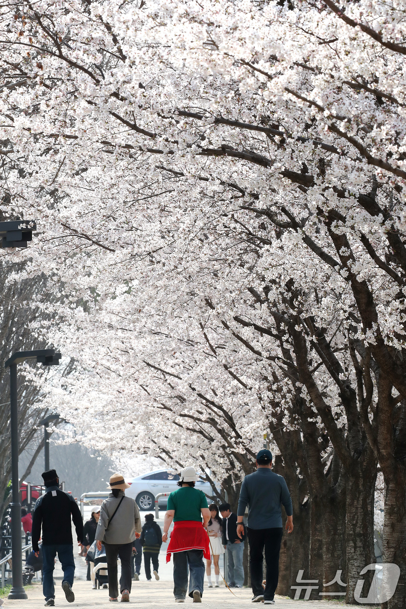 (대구=뉴스1) 공정식 기자 = 29일 휴일을 맞아 대구 동구 금호강 동촌유원지 벚나무길을 찾은 시민들이 활짝 핀 벚꽃 사이를 산책하고 있다. 2026.3.29/뉴스1