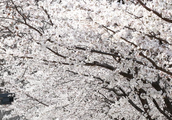 꽃대궐 차린 대구 금호강 벚꽃길