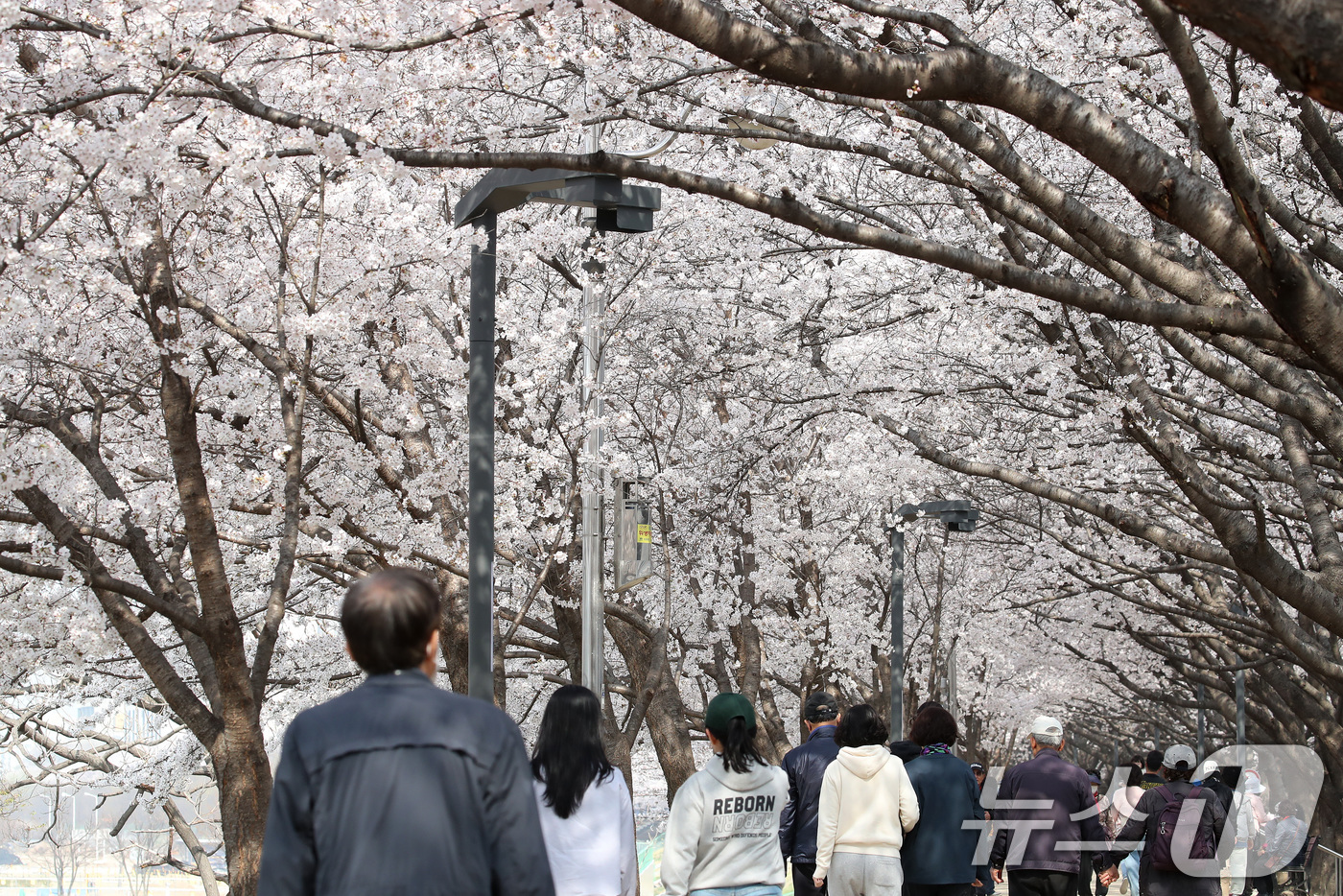 (대구=뉴스1) 공정식 기자 = 29일 휴일을 맞아 대구 동구 금호강 동촌유원지 벚나무길을 찾은 시민들이 활짝 핀 벚꽃 사이를 산책하고 있다. 2026.3.29/뉴스1