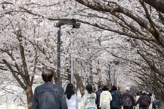 꽃대궐 차린 대구 금호강 벚꽃길