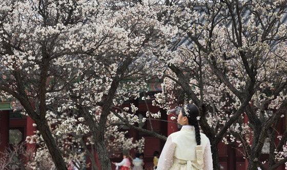 봄꽃 팡팡, 경복궁 봄나들이