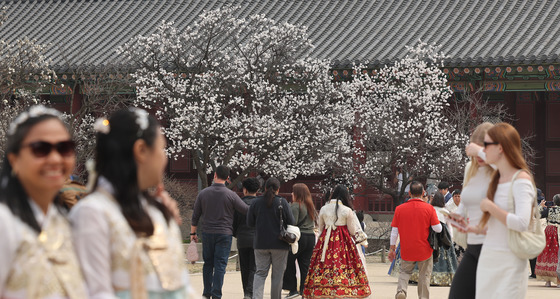 화사한 봄꽃 품은 경복궁