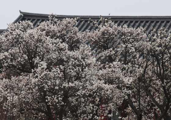 경복궁에 찾아온 봄