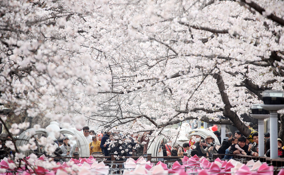 [뉴스1 PICK]전국은 봄꽃 향연…서울 벚꽃은 4월 10일 절정
