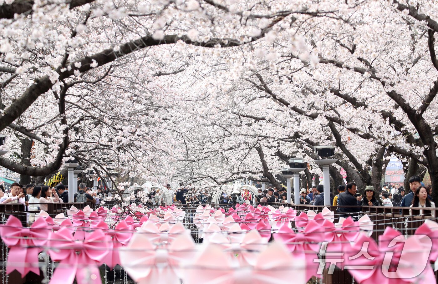 본문 이미지 - 전국 최대 벚꽃 축제인 '제64회 진해군항제'가 열리고 있는 29일 경남 창원 진해구 여좌천 일대에서 관광객들이 활짝 핀 벚꽃을 감상하고 있다. 2026.3.29 ⓒ 뉴스1 윤일지 기자