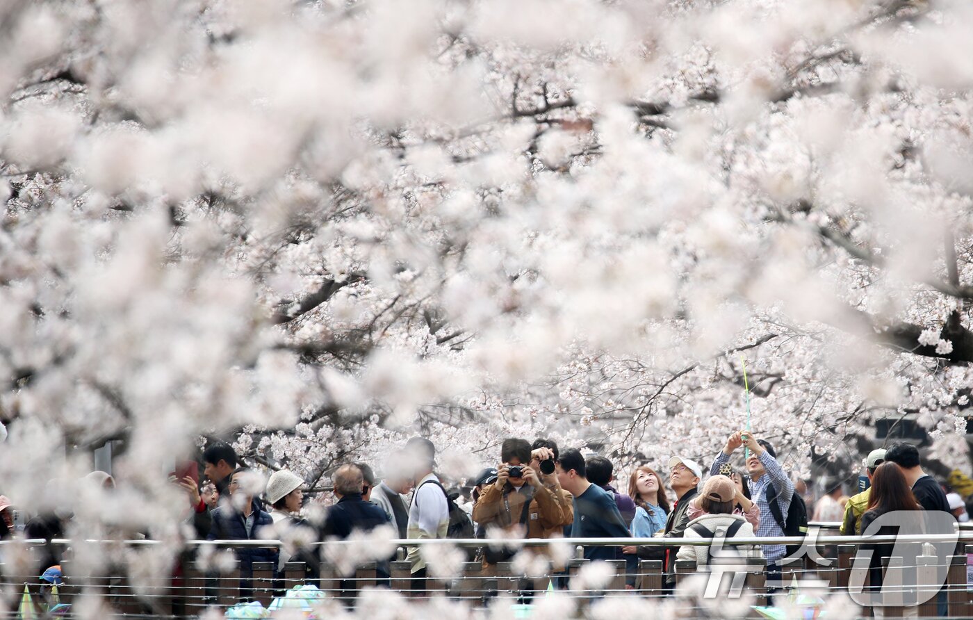 본문 이미지 - 전국 최대 벚꽃 축제인 '제64회 진해군항제'가 열리고 있는 29일 경남 창원 진해구 여좌천 일대에서 관광객들이 활짝 핀 벚꽃을 감상하고 있다. 2026.3.29 ⓒ 뉴스1 윤일지 기자