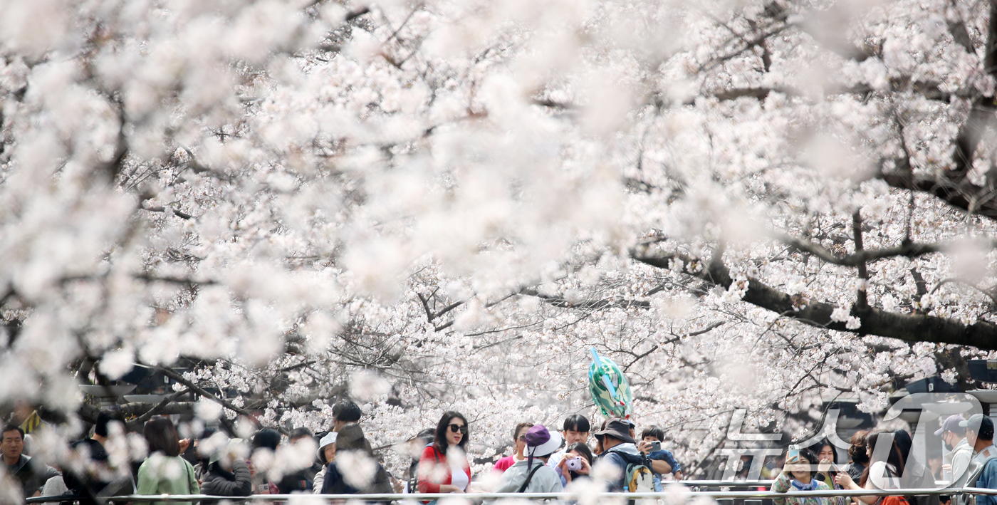 (창원=뉴스1) 윤일지 기자 = 전국 최대 벚꽃 축제인 '제64회 진해군항제'가 열리고 있는 29일 경남 창원 진해구 여좌천 일대에서 관광객들이 활짝 핀 벚꽃을 감상하고 있다. 2 …