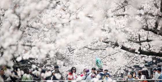 팝콘 같은 벚꽃