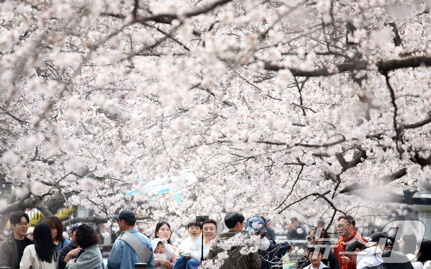 (창원=뉴스1) 윤일지 기자 = 전국 최대 벚꽃 축제인 '제64회 진해군항제'가 열리고 있는 29일 경남 창원 진해구 여좌천 일대에서 관광객들이 활짝 핀 벚꽃을 감상하고 있다. 2 …