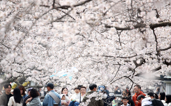 진해군항제 찾은 관광객들