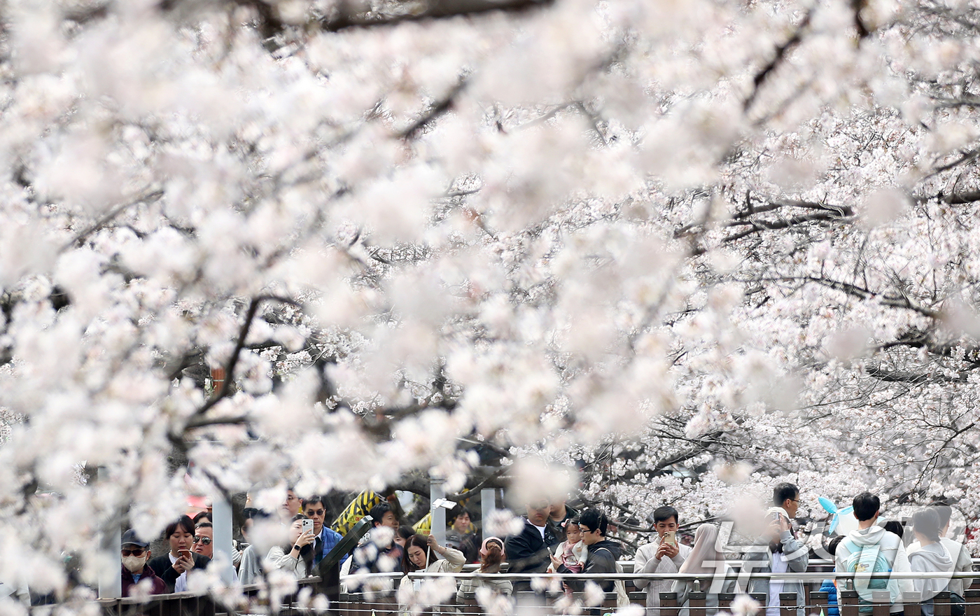 (창원=뉴스1) 윤일지 기자 = 전국 최대 벚꽃 축제인 '제64회 진해군항제'가 열리고 있는 29일 경남 창원 진해구 여좌천 일대에서 관광객들이 활짝 핀 벚꽃을 감상하고 있다. 2 …