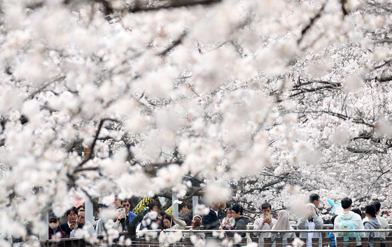 진해군항제 활짝 핀 벚꽃