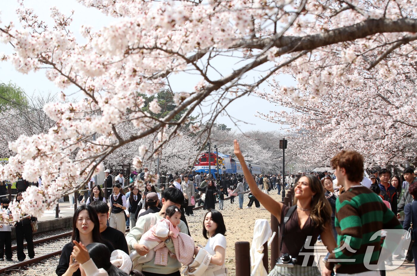본문 이미지 - 전국 최대 벚꽃 축제인 '제64회 진해군항제'가 열리고 있는 29일 경남 창원 진해구 경화역공원에서 관광객들이 벚꽃을 감상하고 있다. 2026.3.29 ⓒ 뉴스1 윤일지 기자