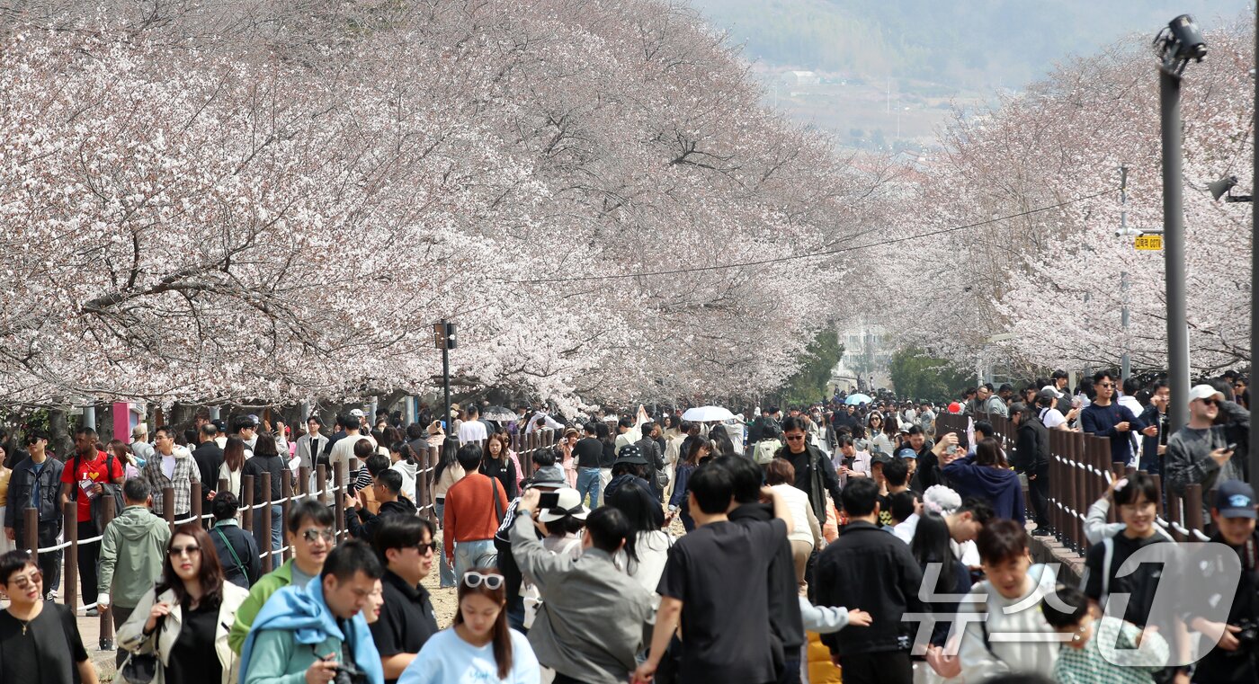 본문 이미지 - 전국 최대 벚꽃 축제인 '제64회 진해군항제'가 열리고 있는 29일 경남 창원 진해구 경화역공원에서 관광객들이 벚꽃을 감상하고 있다. 2026.3.29 ⓒ 뉴스1 윤일지 기자