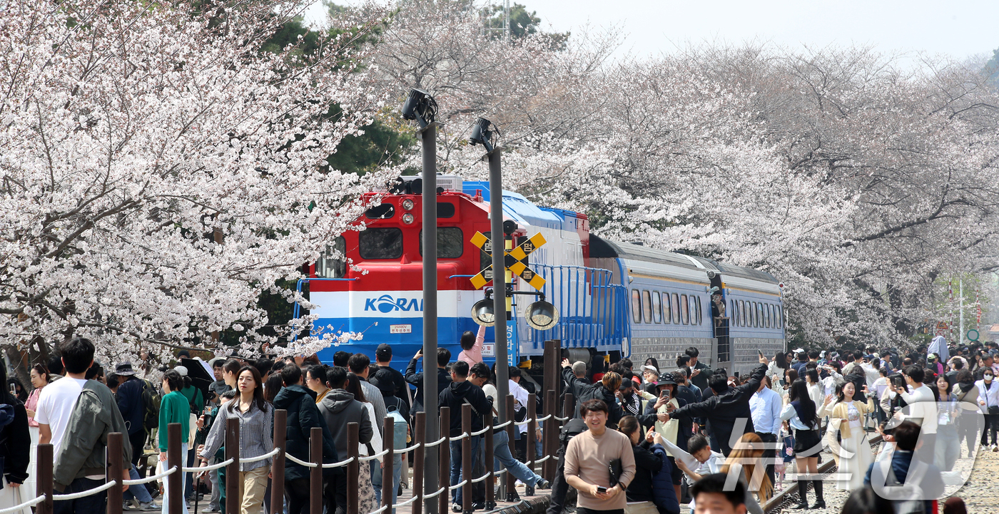 (창원=뉴스1) 윤일지 기자 = 전국 최대 벚꽃 축제인 '제64회 진해군항제'가 열리고 있는 29일 경남 창원 진해구 경화역공원에서 관광객들이 벚꽃을 감상하고 있다.  2026.3 …