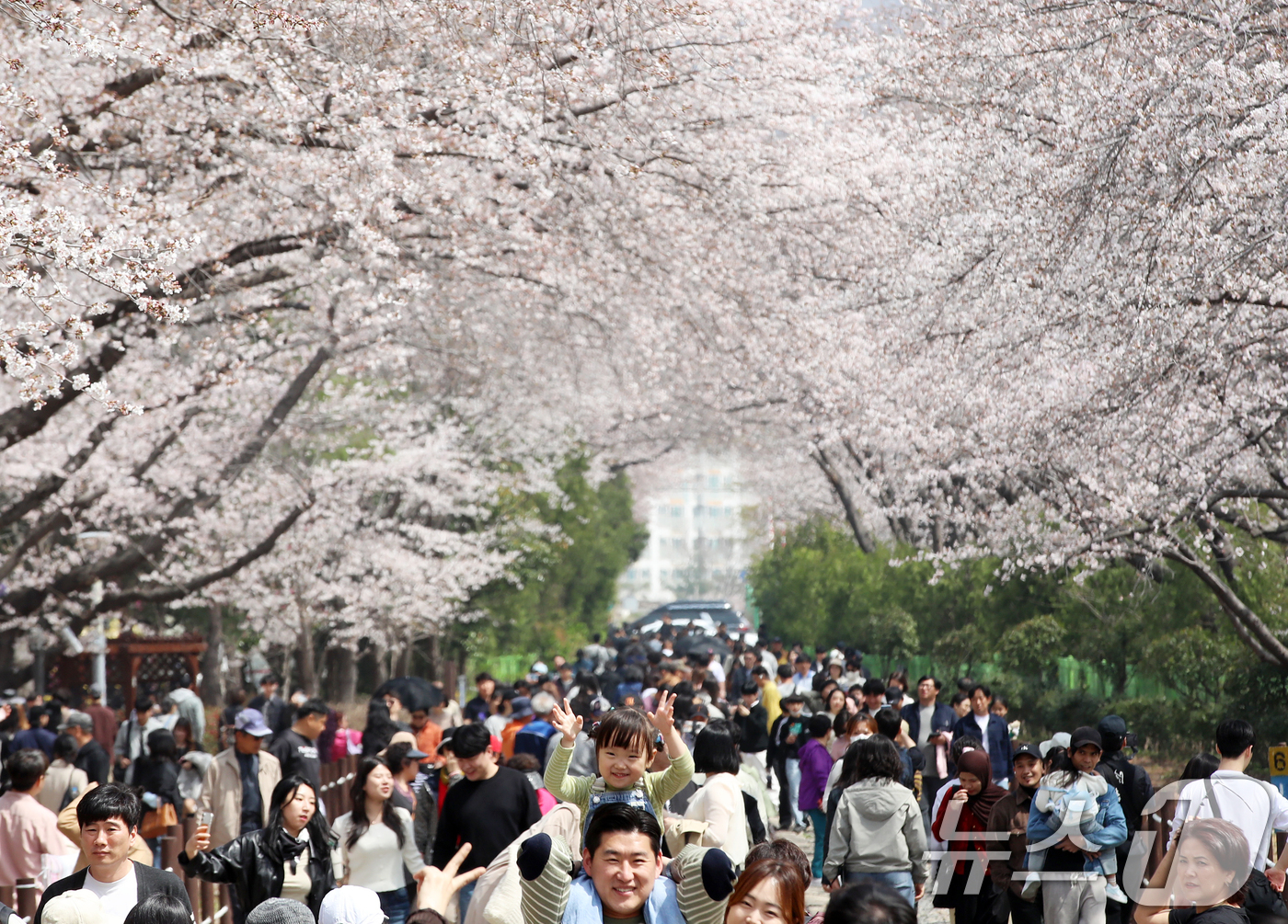 (창원=뉴스1) 윤일지 기자 = 전국 최대 벚꽃 축제인 '제64회 진해군항제'가 열리고 있는 29일 경남 창원 진해구 경화역공원에서 관광객들이 벚꽃을 감상하고 있다.  2026.3 …