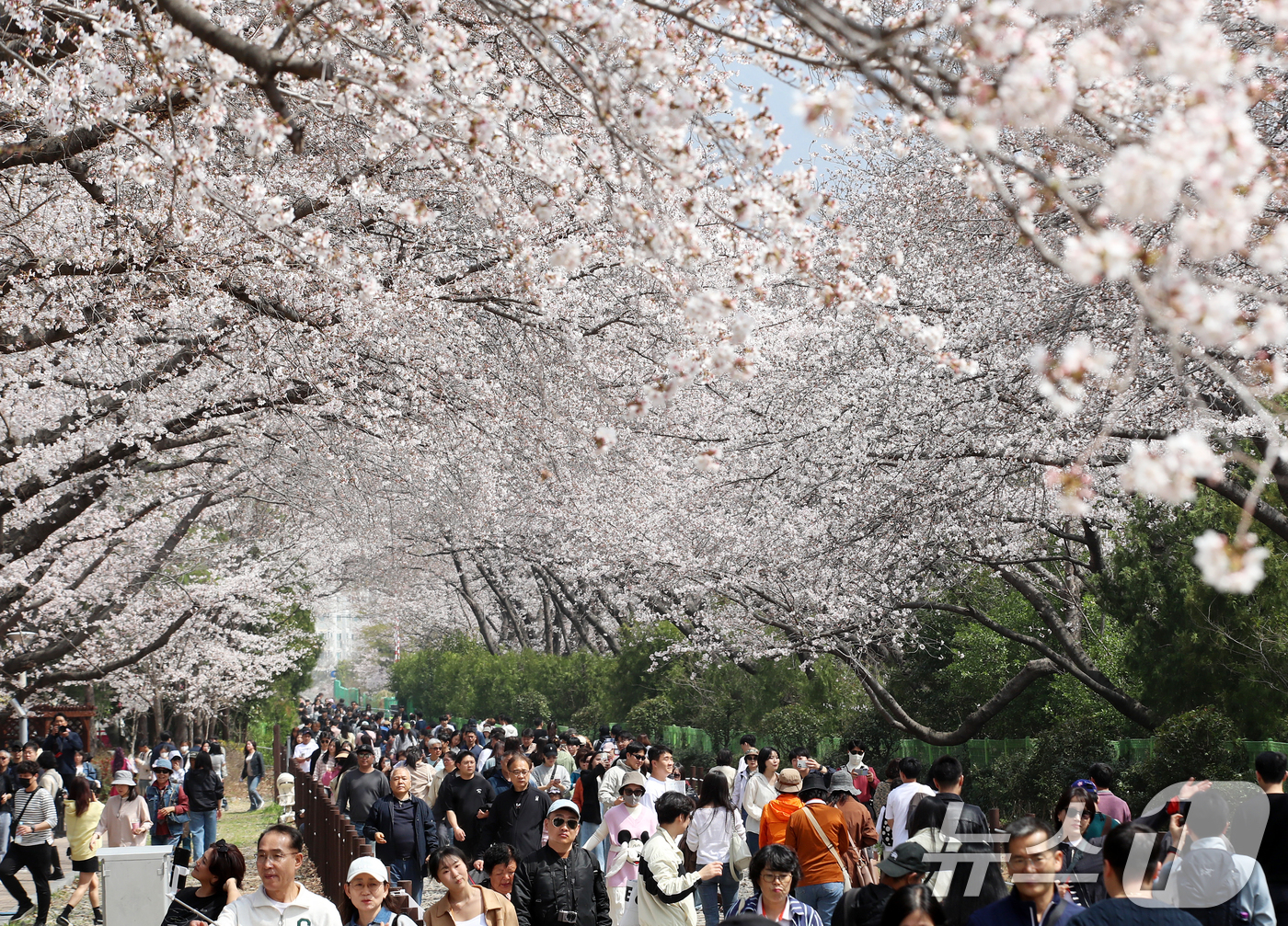 (창원=뉴스1) 윤일지 기자 = 전국 최대 벚꽃 축제인 '제64회 진해군항제'가 열리고 있는 29일 경남 창원 진해구 경화역공원에서 관광객들이 벚꽃을 감상하고 있다.  2026.3 …