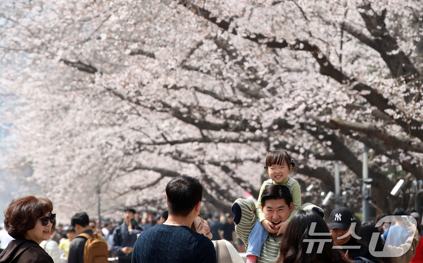 (창원=뉴스1) 윤일지 기자 = 전국 최대 벚꽃 축제인 '제64회 진해군항제'가 열리고 있는 29일 경남 창원 진해구 경화역공원에서 관광객들이 벚꽃을 감상하고 있다.  2026.3 …