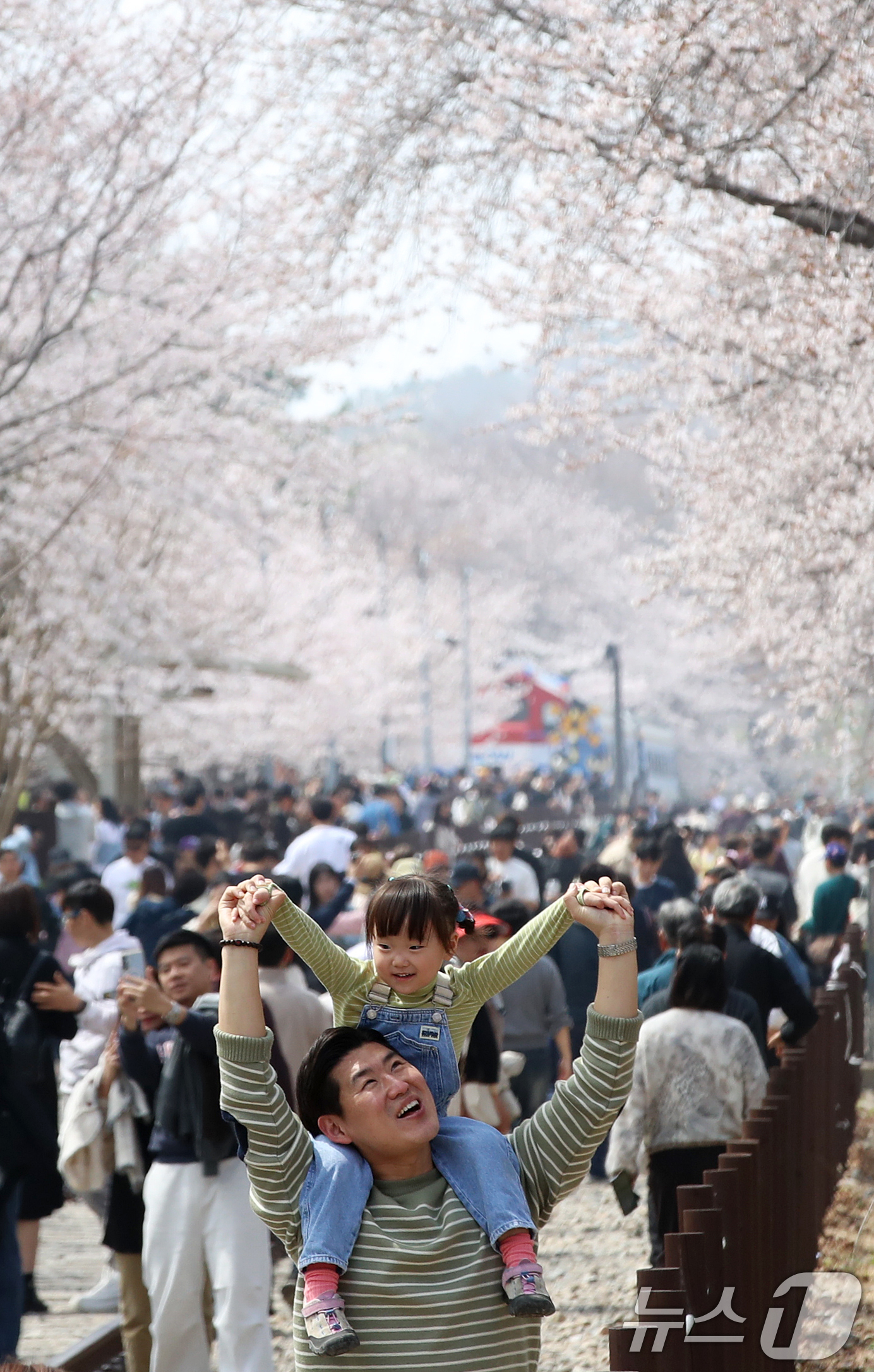 (창원=뉴스1) 윤일지 기자 = 전국 최대 벚꽃 축제인 '제64회 진해군항제'가 열리고 있는 29일 경남 창원 진해구 경화역공원에서 관광객들이 벚꽃을 감상하고 있다.  2026.3 …