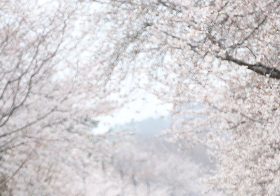 진해군항제 추억