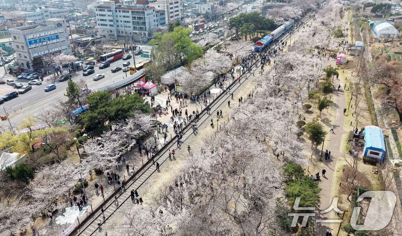본문 이미지 - 전국 최대 벚꽃 축제인 '제64회 진해군항제'가 열리고 있는 29일 경남 창원 진해구 경화역공원에서 관광객들이 벚꽃을 감상하고 있다. 2026.3.29 ⓒ 뉴스1 윤일지 기자
