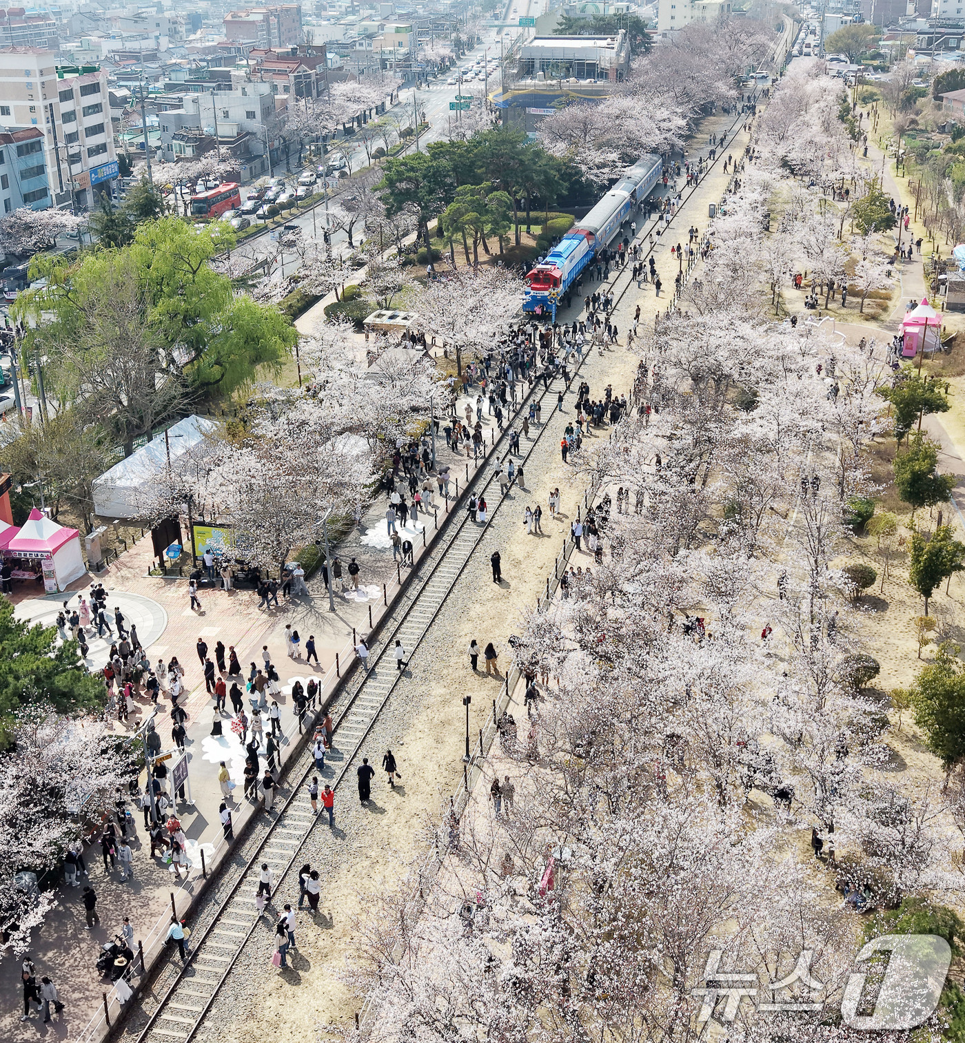 (창원=뉴스1) 윤일지 기자 = 전국 최대 벚꽃 축제인 '제64회 진해군항제'가 열리고 있는 29일 경남 창원 진해구 경화역공원에서 관광객들이 벚꽃을 감상하고 있다.  2026.3 …