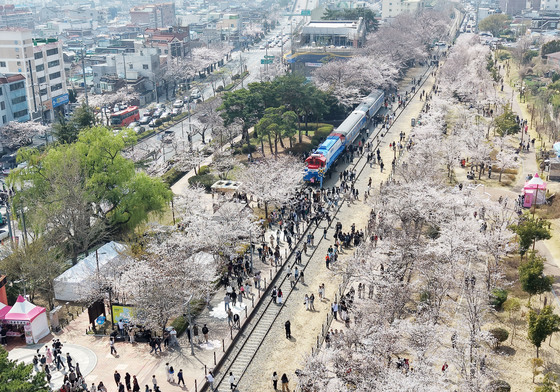 진해군항제 봄 만끽