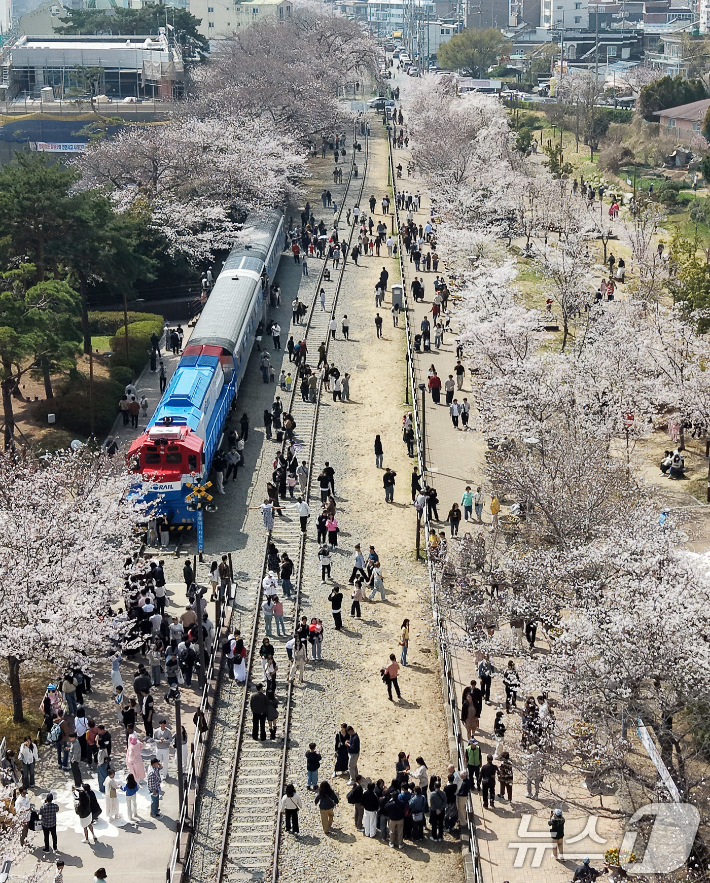 (창원=뉴스1) 윤일지 기자 = 전국 최대 벚꽃 축제인 '제64회 진해군항제'가 열리고 있는 29일 경남 창원 진해구 경화역공원에서 관광객들이 벚꽃을 감상하고 있다.  2026.3 …