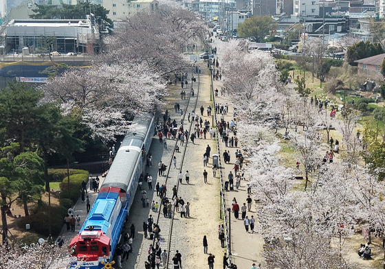 봄 가득한 진해군항제