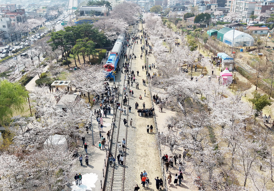 진해군항제 찾은 관광객들