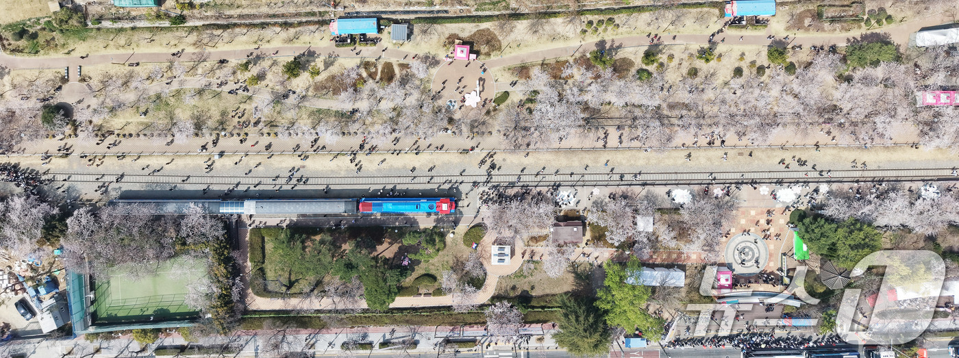 (창원=뉴스1) 윤일지 기자 = 전국 최대 벚꽃 축제인 '제64회 진해군항제'가 열리고 있는 29일 경남 창원 진해구 경화역공원에서 관광객들이 벚꽃을 감상하고 있다.  2026.3 …