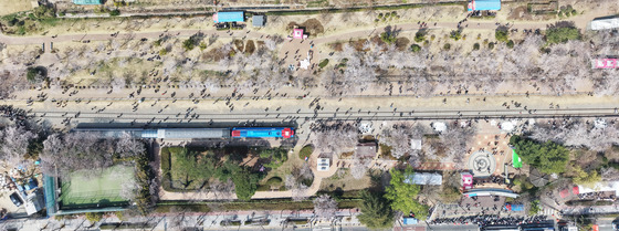 벚꽃 가득한 경화역공원