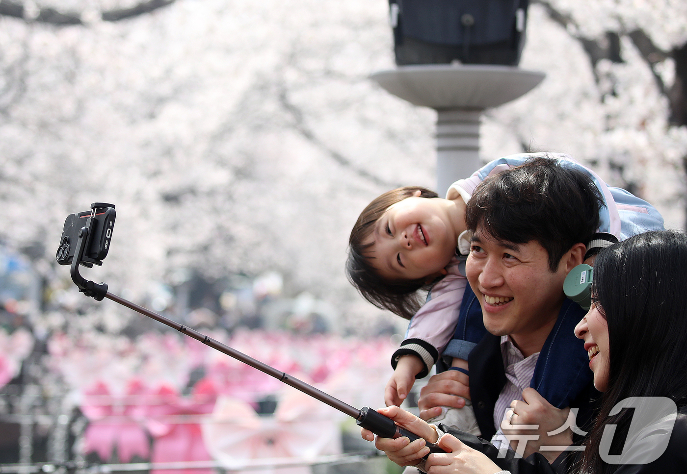 (창원=뉴스1) 윤일지 기자 = 전국 최대 벚꽃 축제인 '제64회 진해군항제'가 열리고 있는 29일 경남 창원 진해구 여좌천 일대에서 한 가족이 벚꽃을 구경하며 추억을 쌓고 있다. …